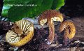Flammulaster muricatus-amf805